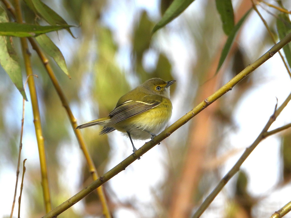 White-eyed Vireo - ML645353848