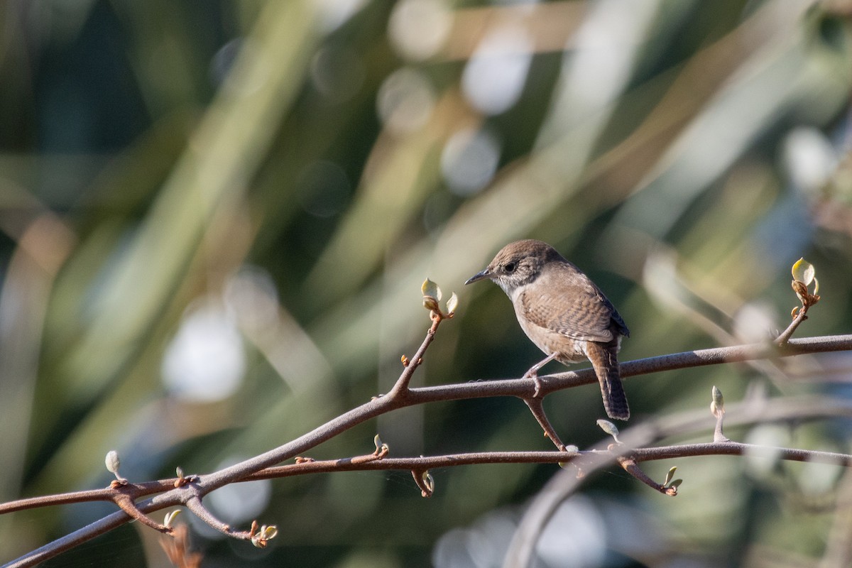 Northern House Wren - ML645353849