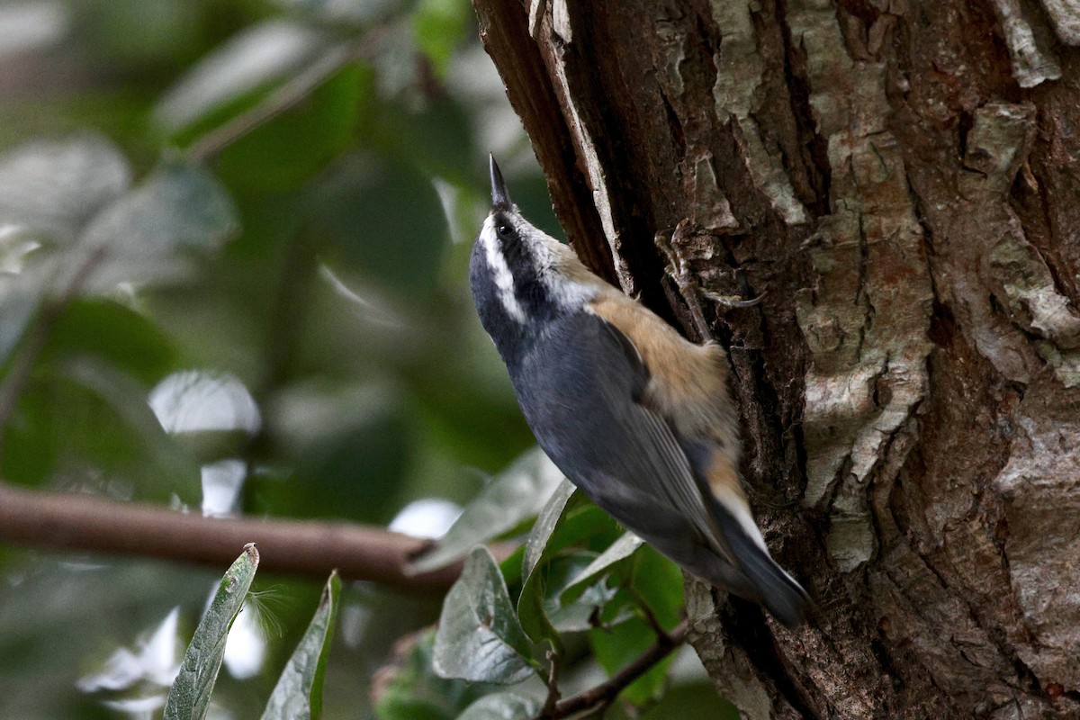 Red-breasted Nuthatch - ML645353862