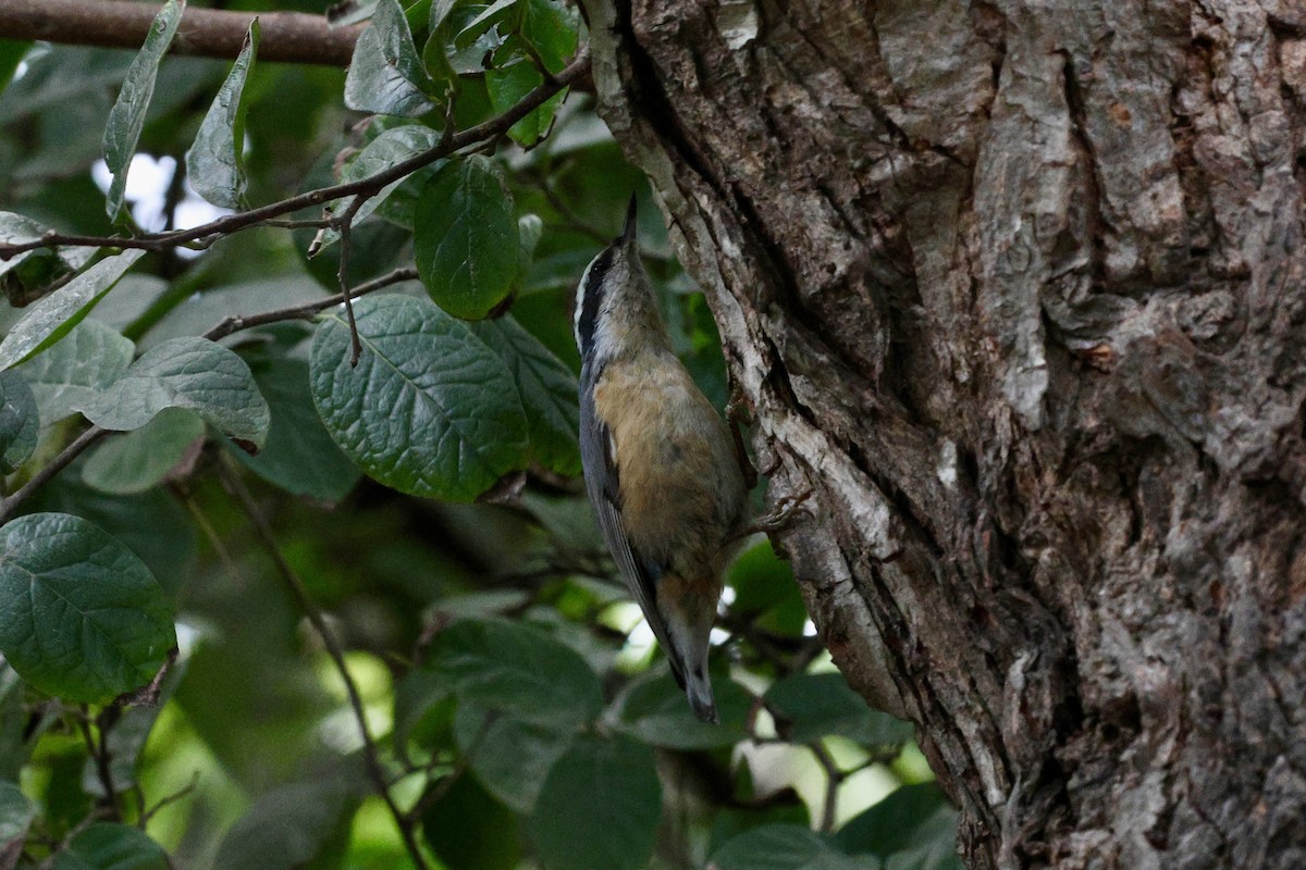 Red-breasted Nuthatch - ML645353867