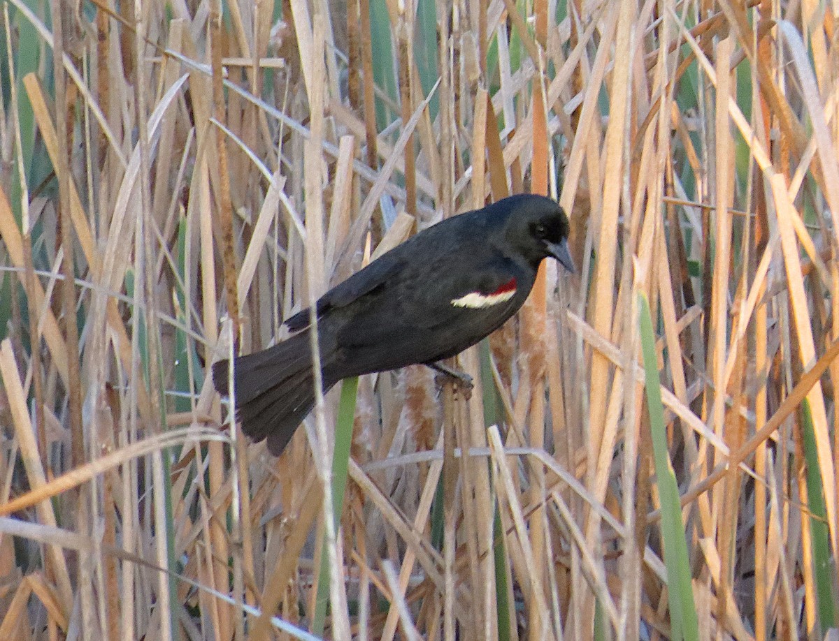 Tricolored Blackbird - ML645353870