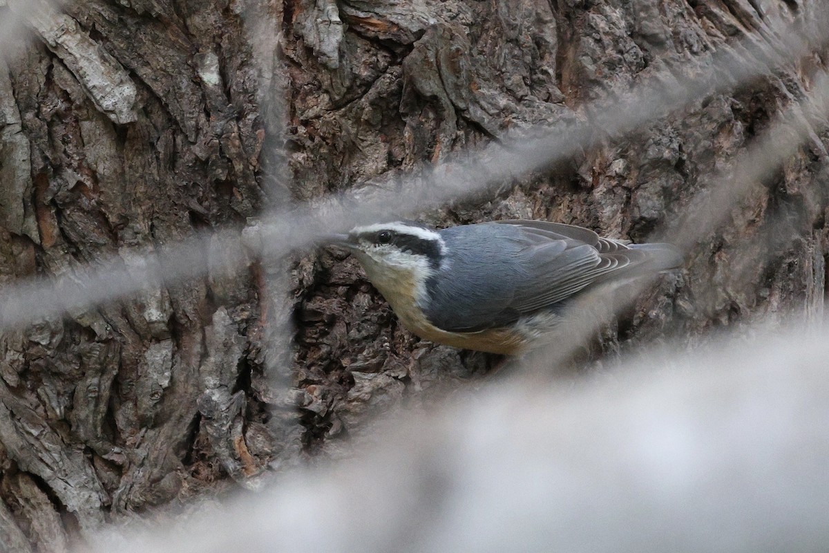 Red-breasted Nuthatch - ML645353872