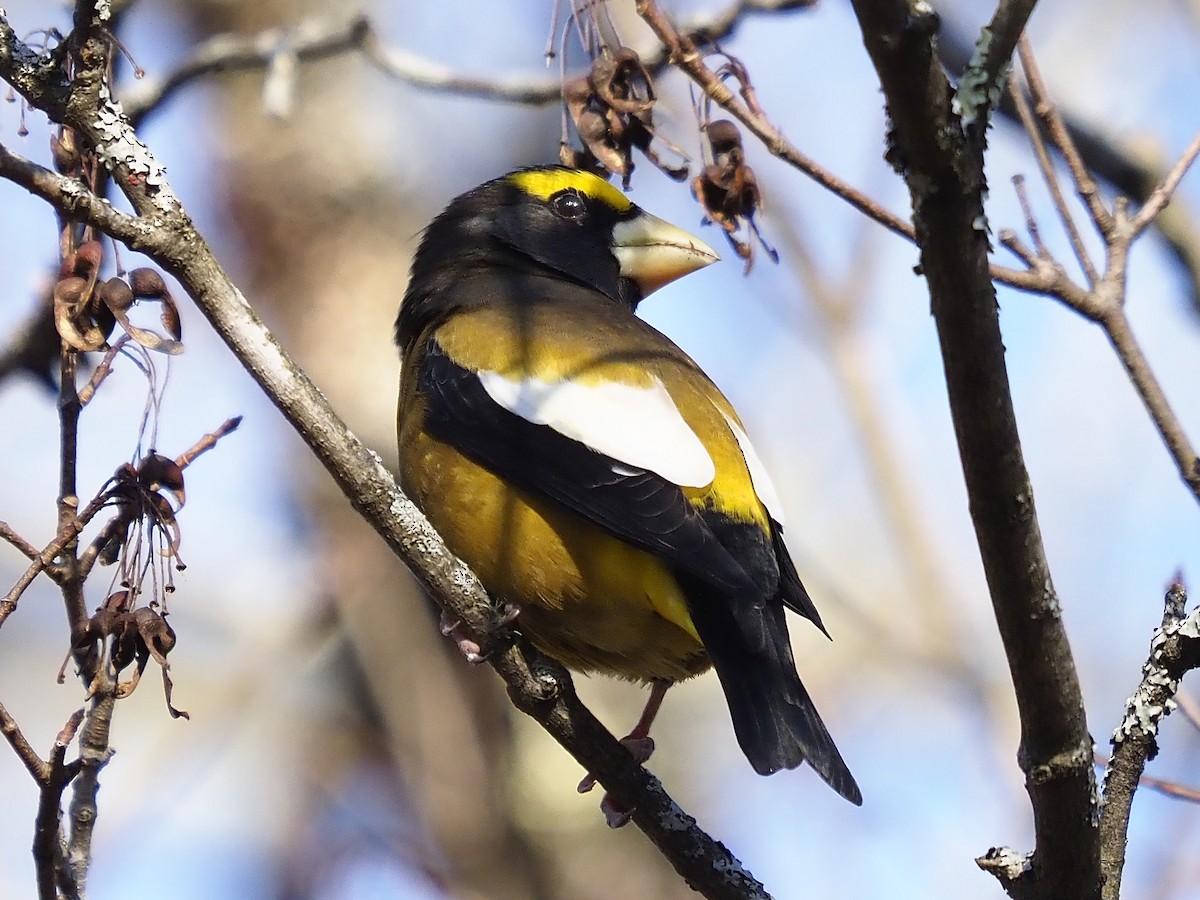 Evening Grosbeak - ML645353882