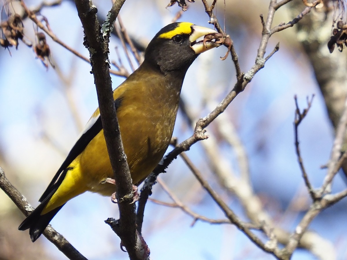 Evening Grosbeak - ML645353893