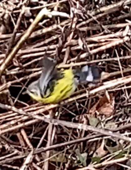 Magnolia Warbler - ML645353894