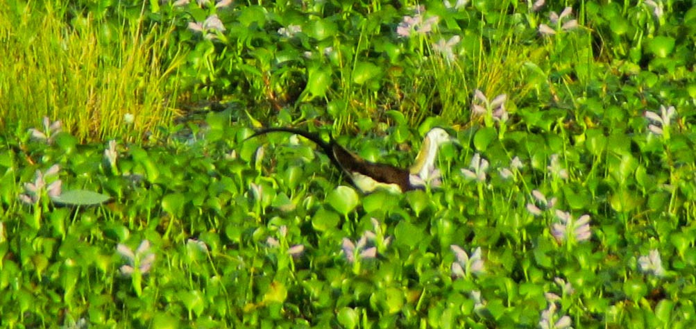 fasanbladhøne - ML645353902