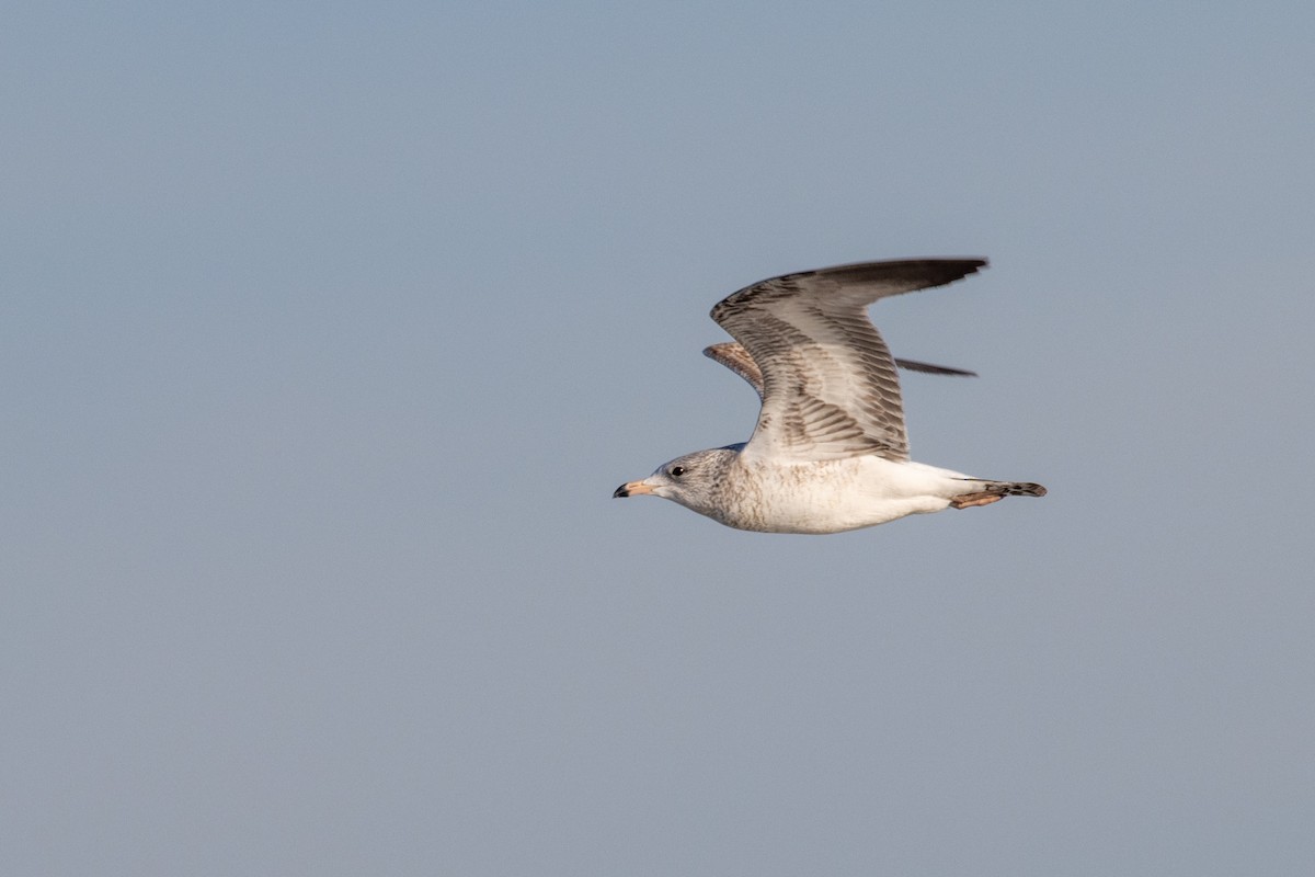 Ring-billed Gull - ML645353908