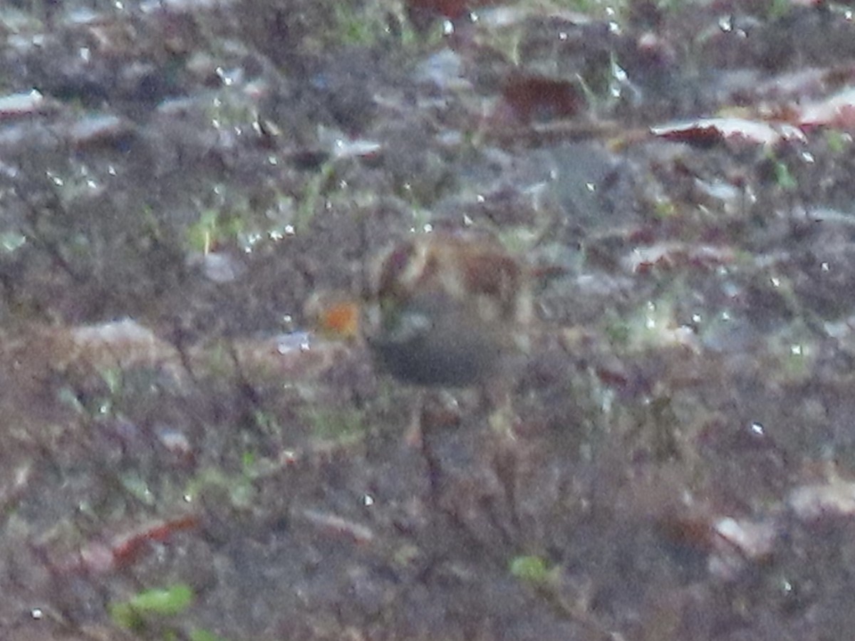 White-throated Sparrow - ML645353916