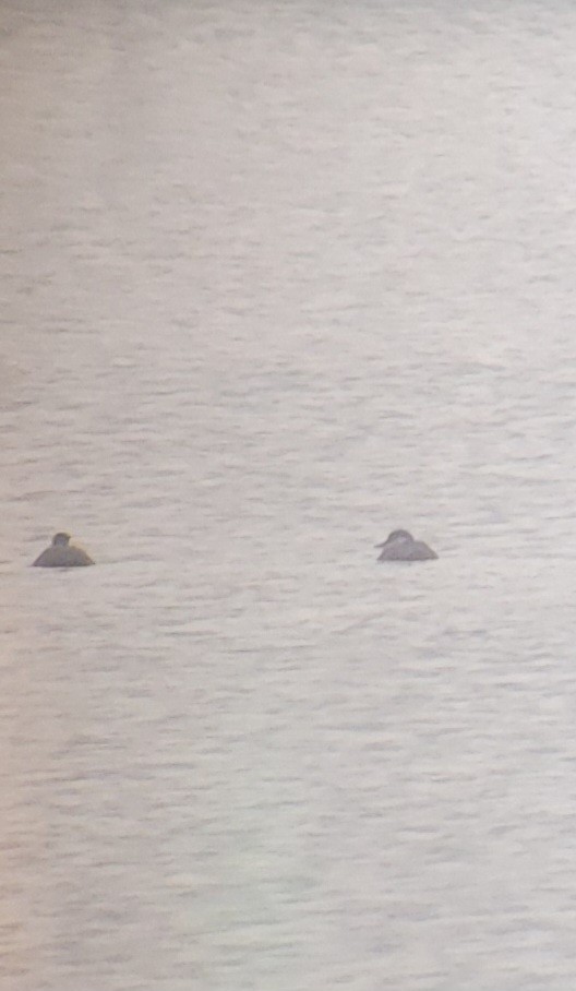 Black Scoter - ML645353945