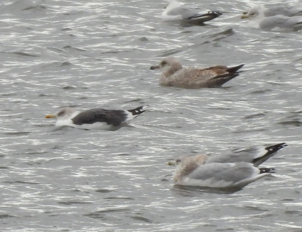 Lesser Black-backed Gull - ML645353953