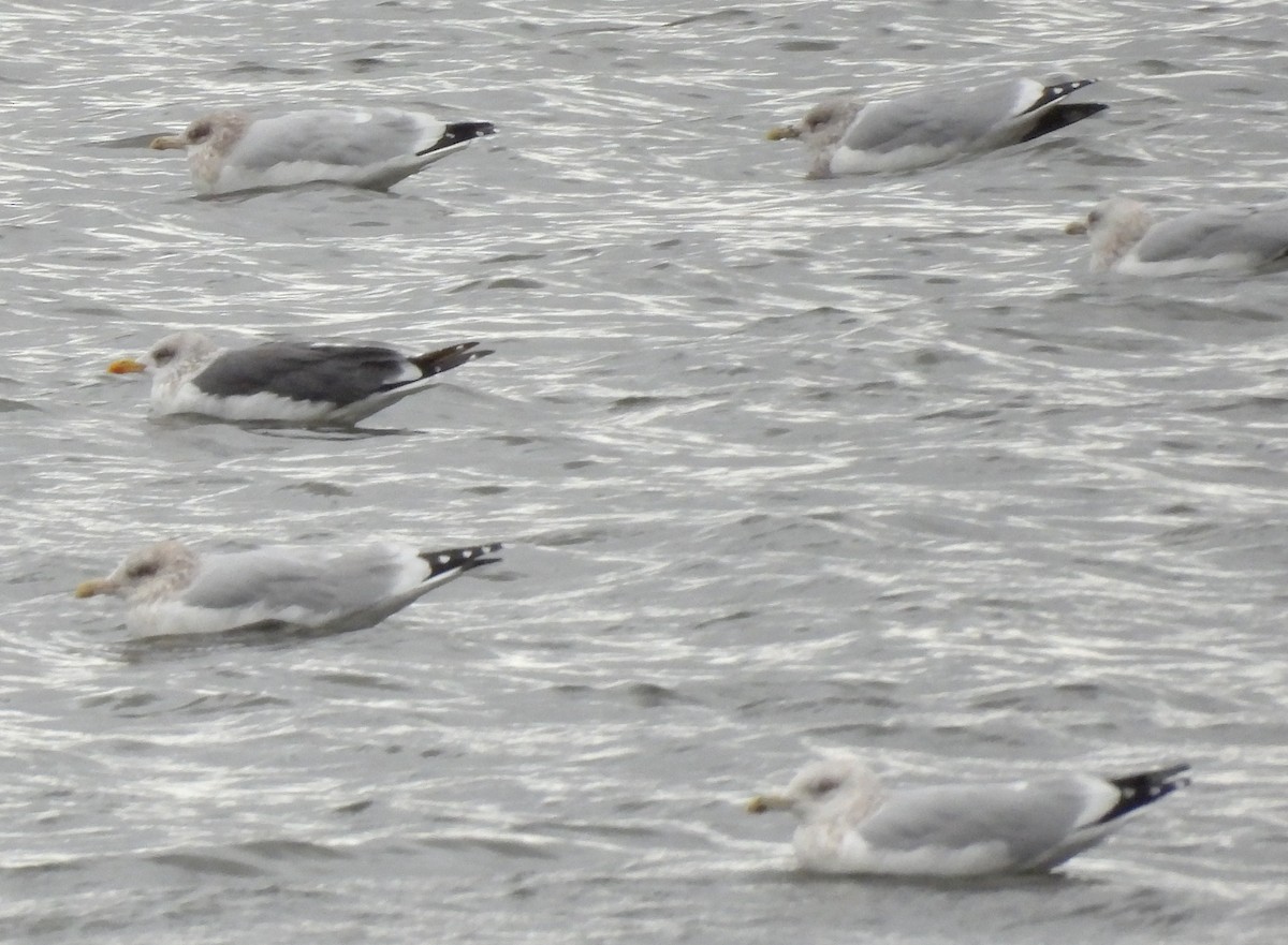 Lesser Black-backed Gull - ML645353954