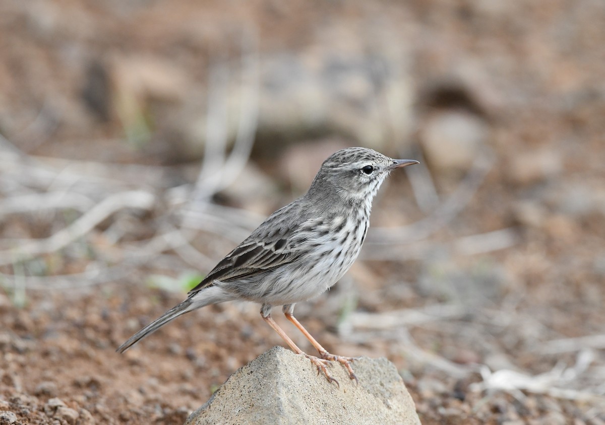 Berthelot's Pipit - ML645353975