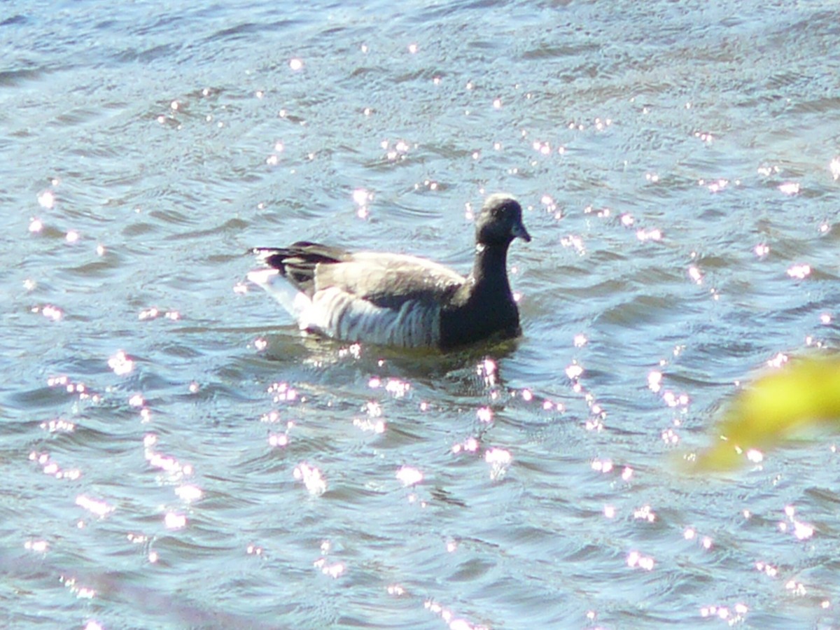 berneška tmavá - ML645353984