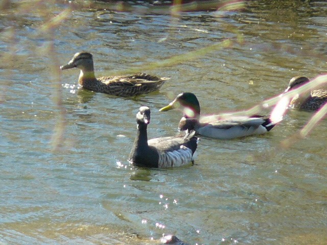 berneška tmavá - ML645353992