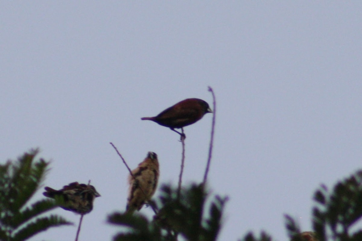 Chestnut Munia - ML645353995