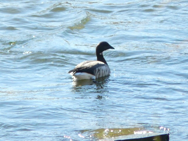 berneška tmavá - ML645353996