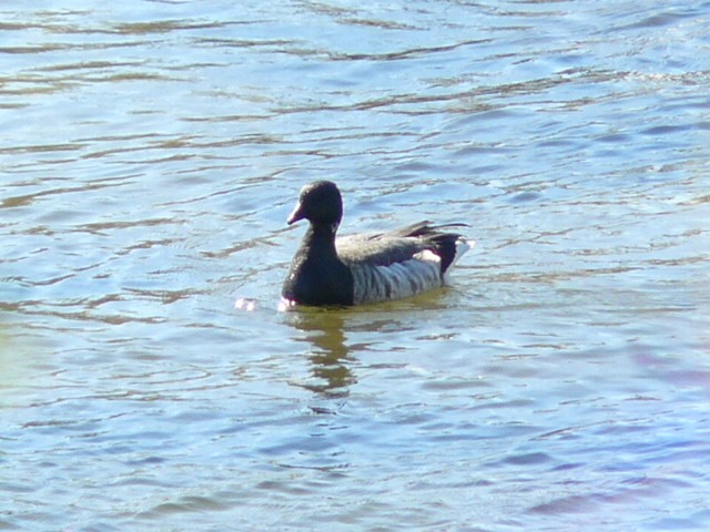 berneška tmavá - ML645354009