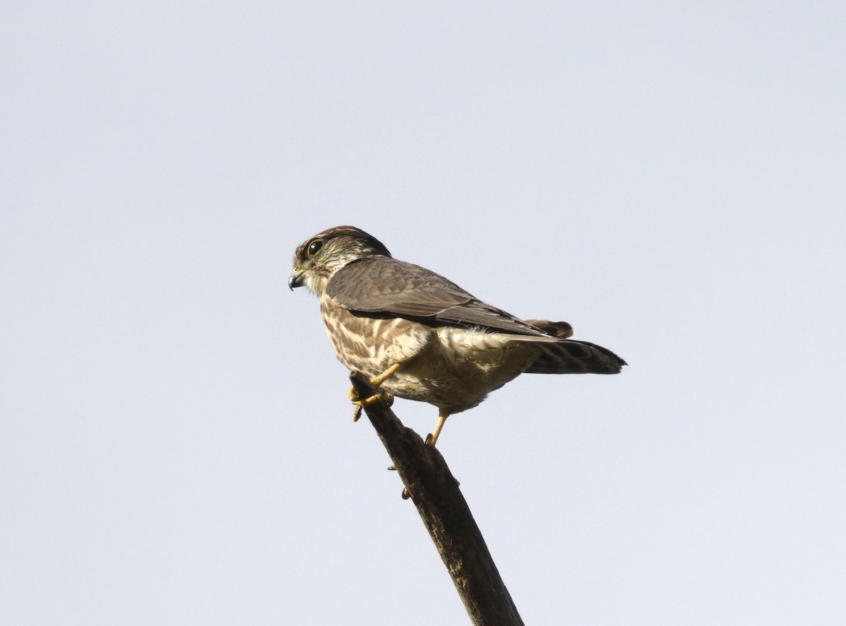 Merlin - ML645354012