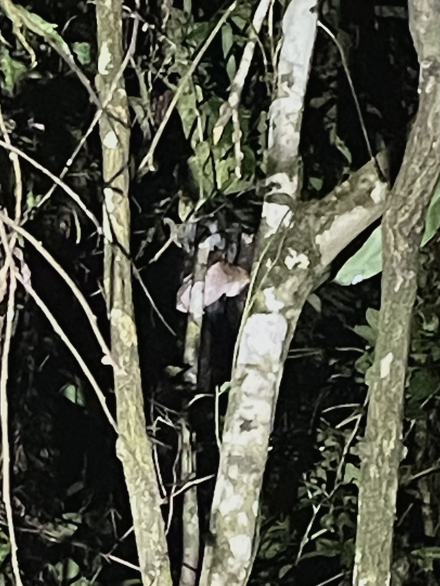 Oriental Bay-Owl - ML645354018