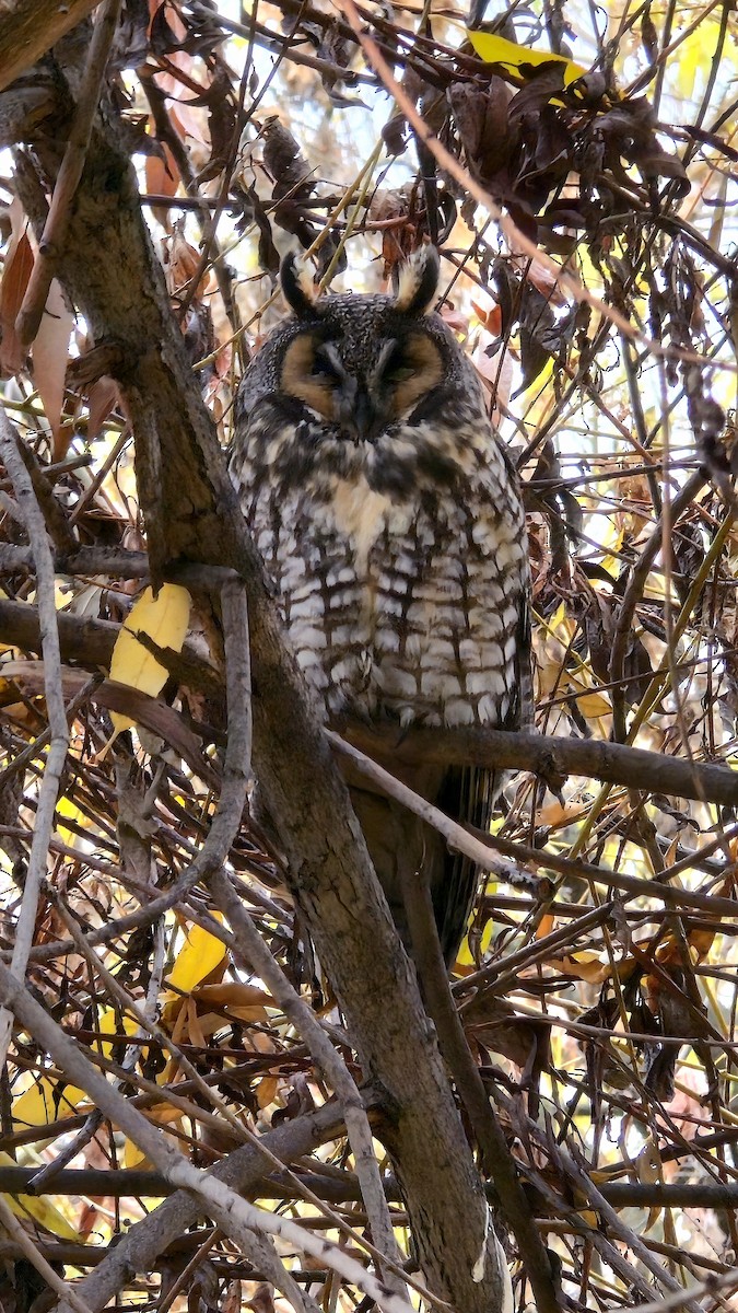 Long-eared Owl - ML645354055