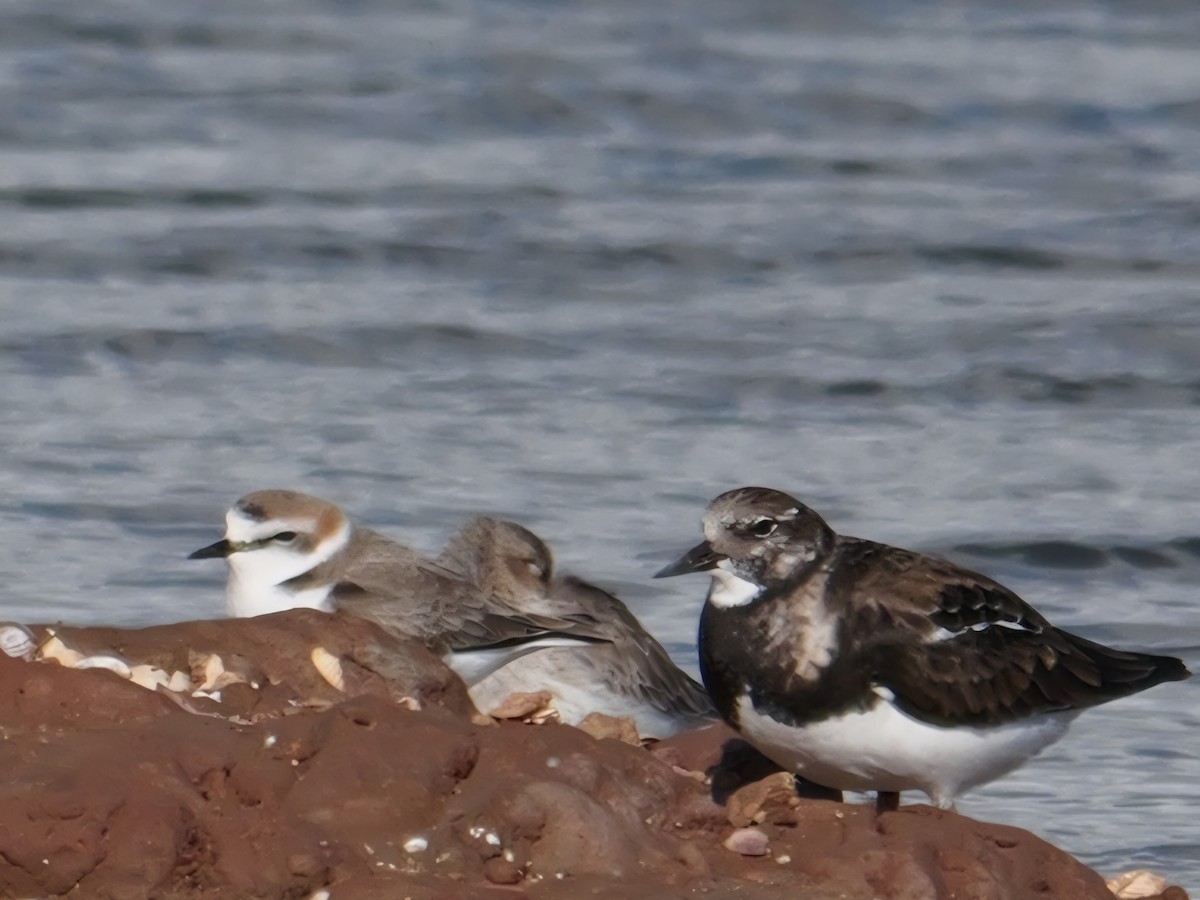 シロチドリ - ML645354057