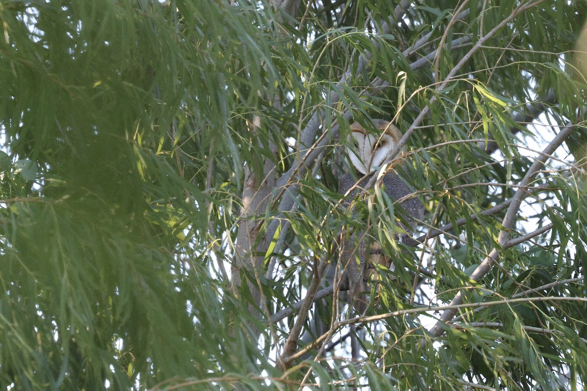 American Barn Owl - ML645354061