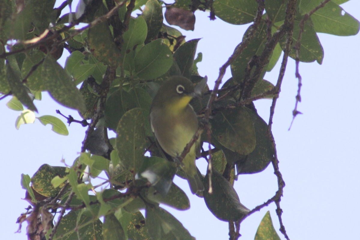 Anteojitos Japonés - ML645354070