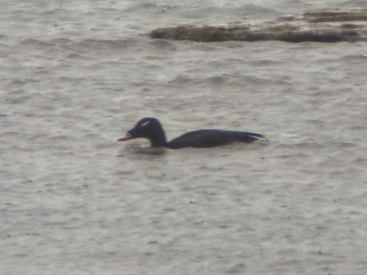 White-winged Scoter - ML645354072