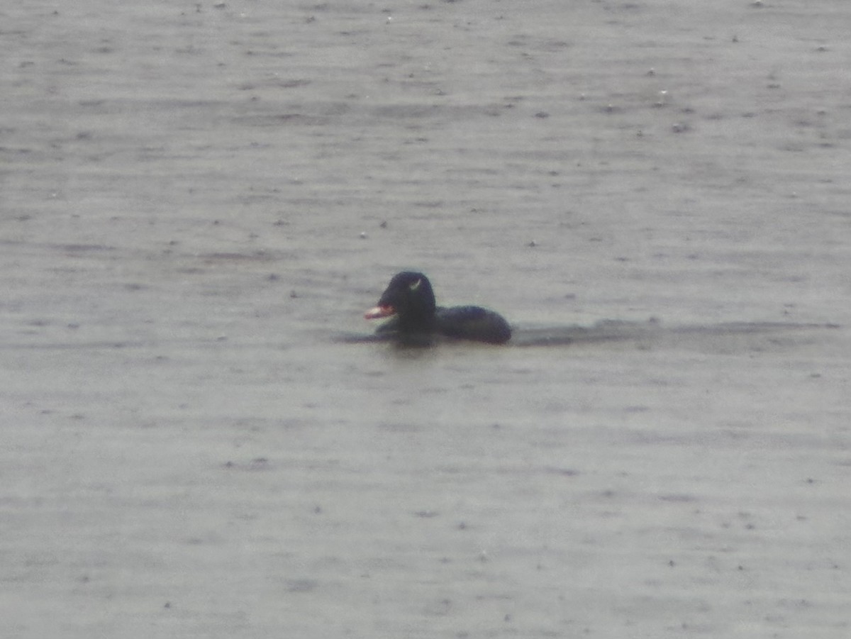 White-winged Scoter - ML645354073