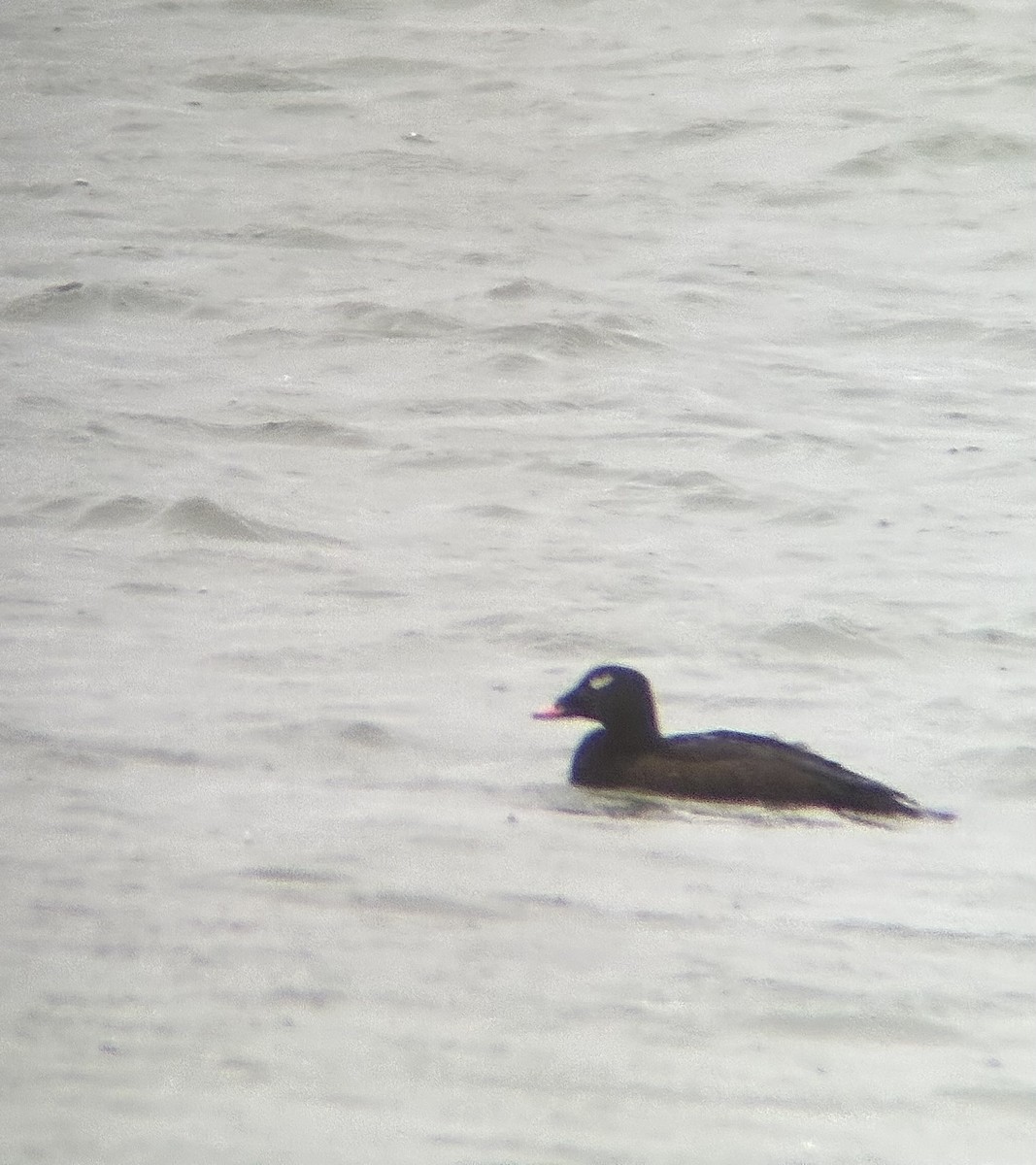 White-winged Scoter - ML645354074
