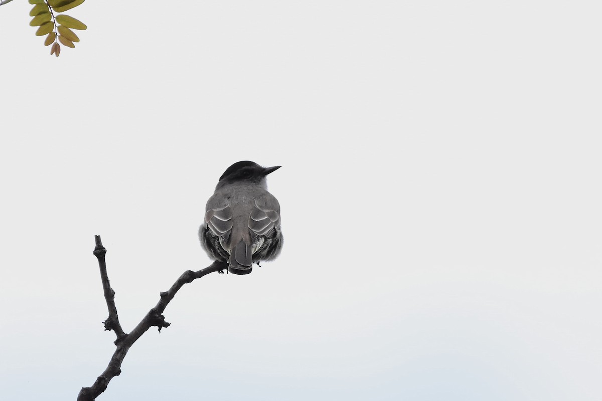 ハイイロキカムリタイランチョウ - ML645354080