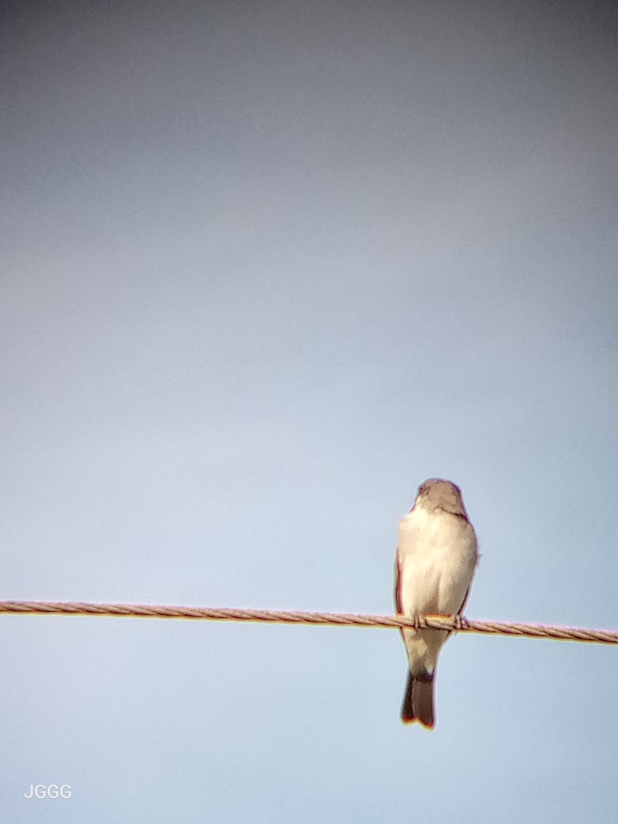 ハイイロタイランチョウ - ML645354083