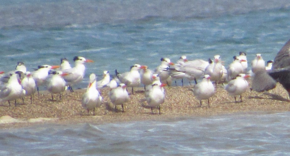 アメリカオオアジサシ - ML645354084