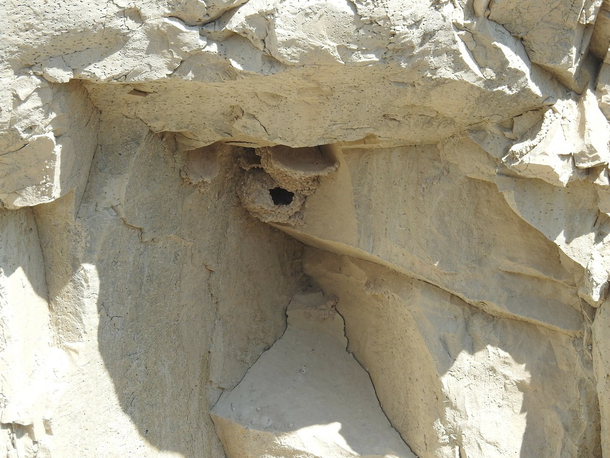 サンショクツバメ - ML645354085