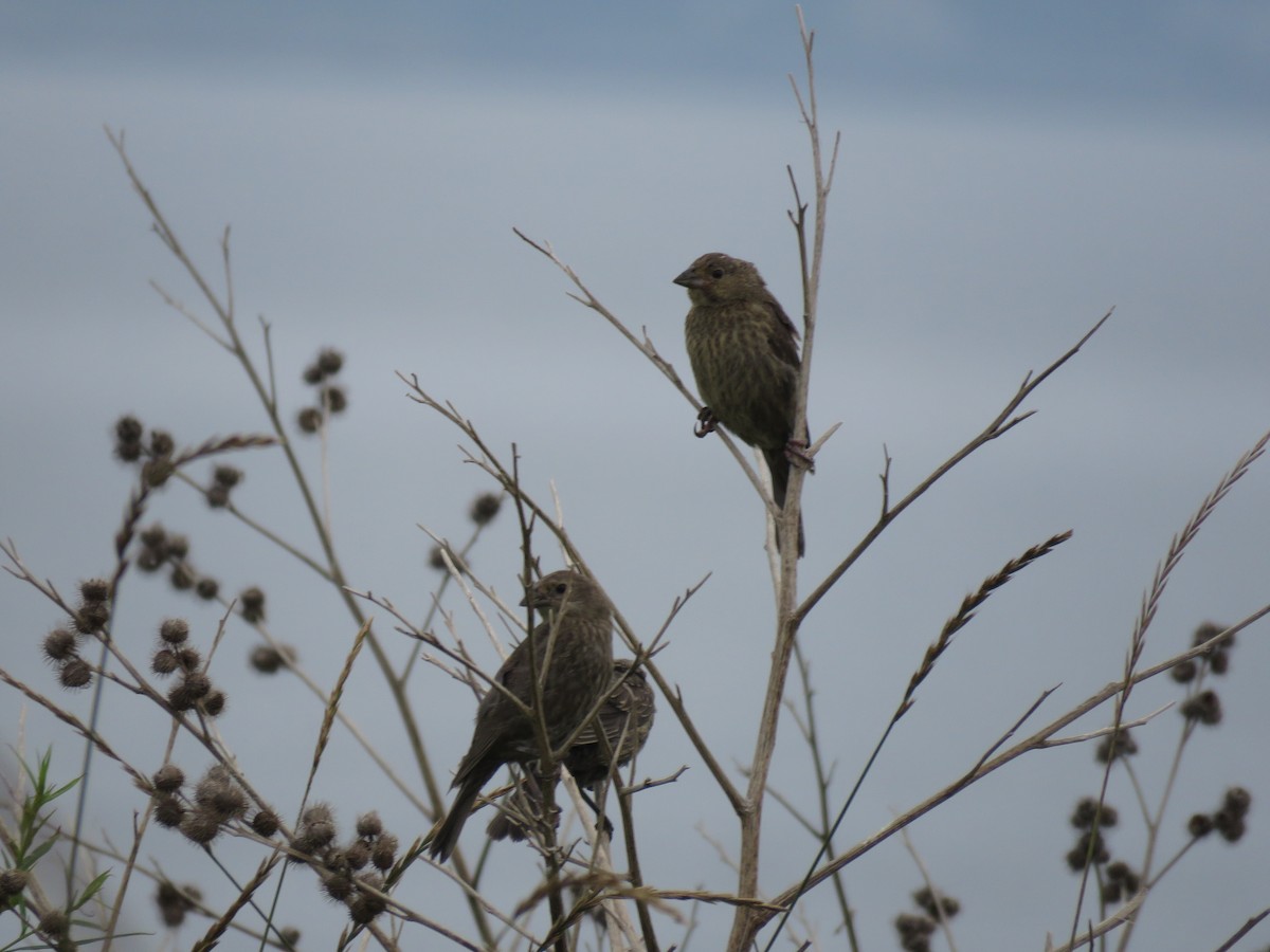 コウウチョウ - ML645354087