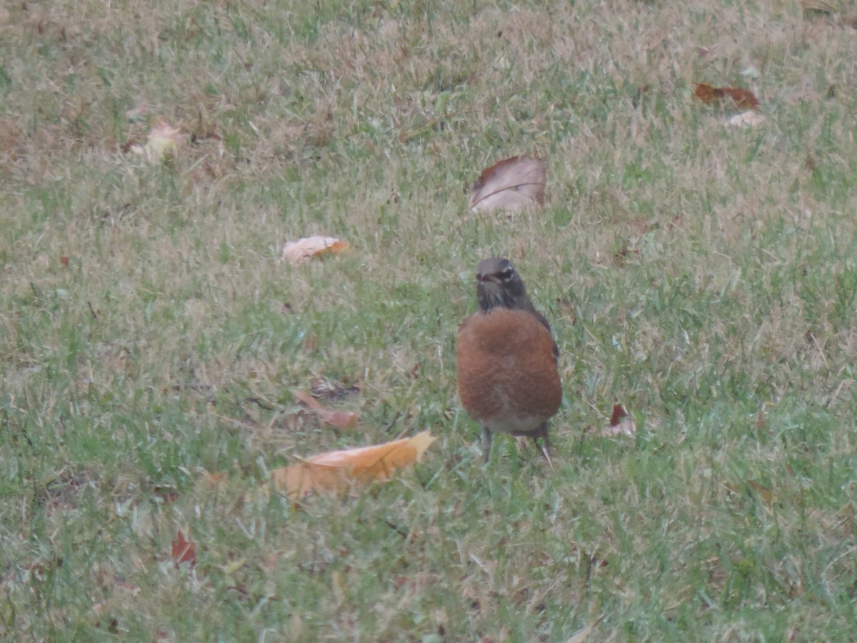 コマツグミ - ML645354094