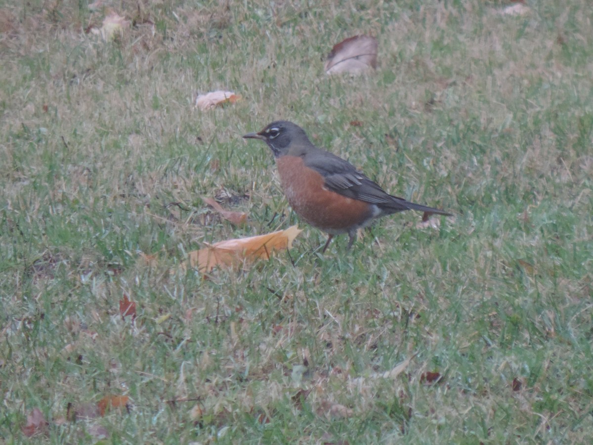 コマツグミ - ML645354095