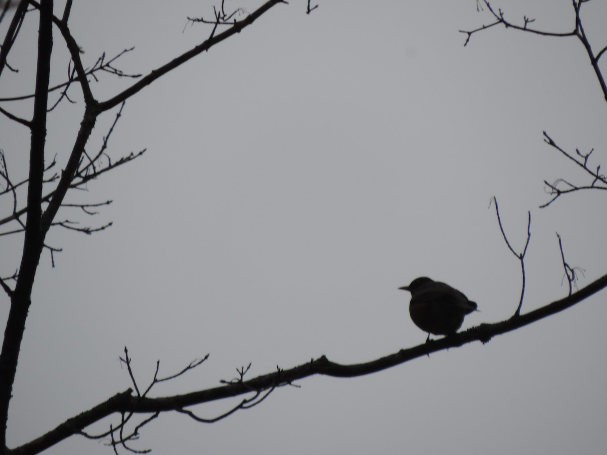 コマツグミ - ML645354096