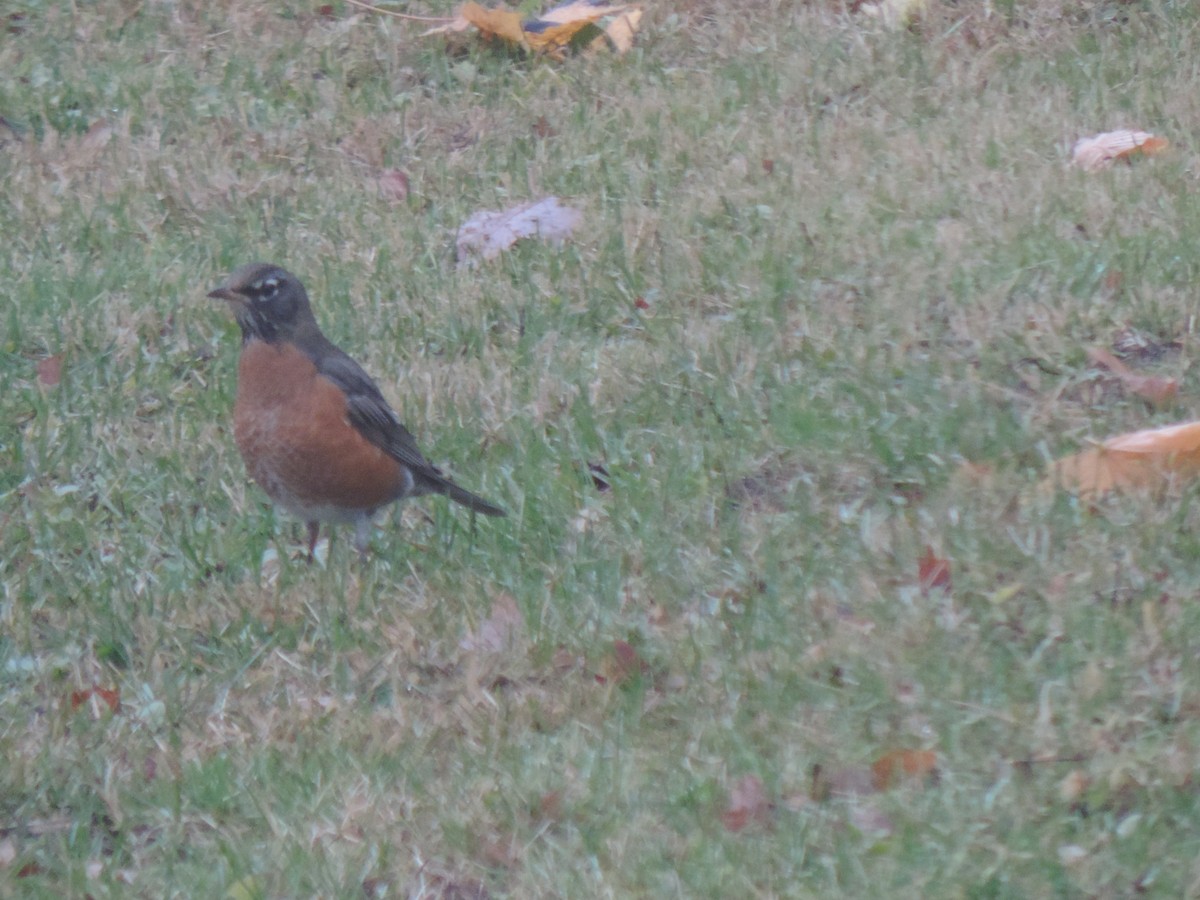 コマツグミ - ML645354097