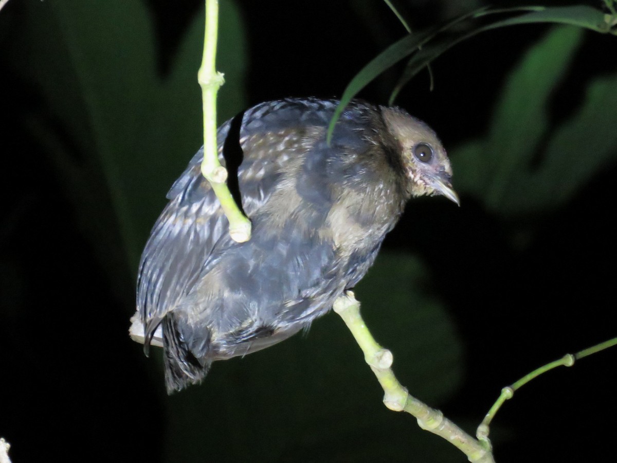 Dusky Megapode (Dusky) - ML645354099