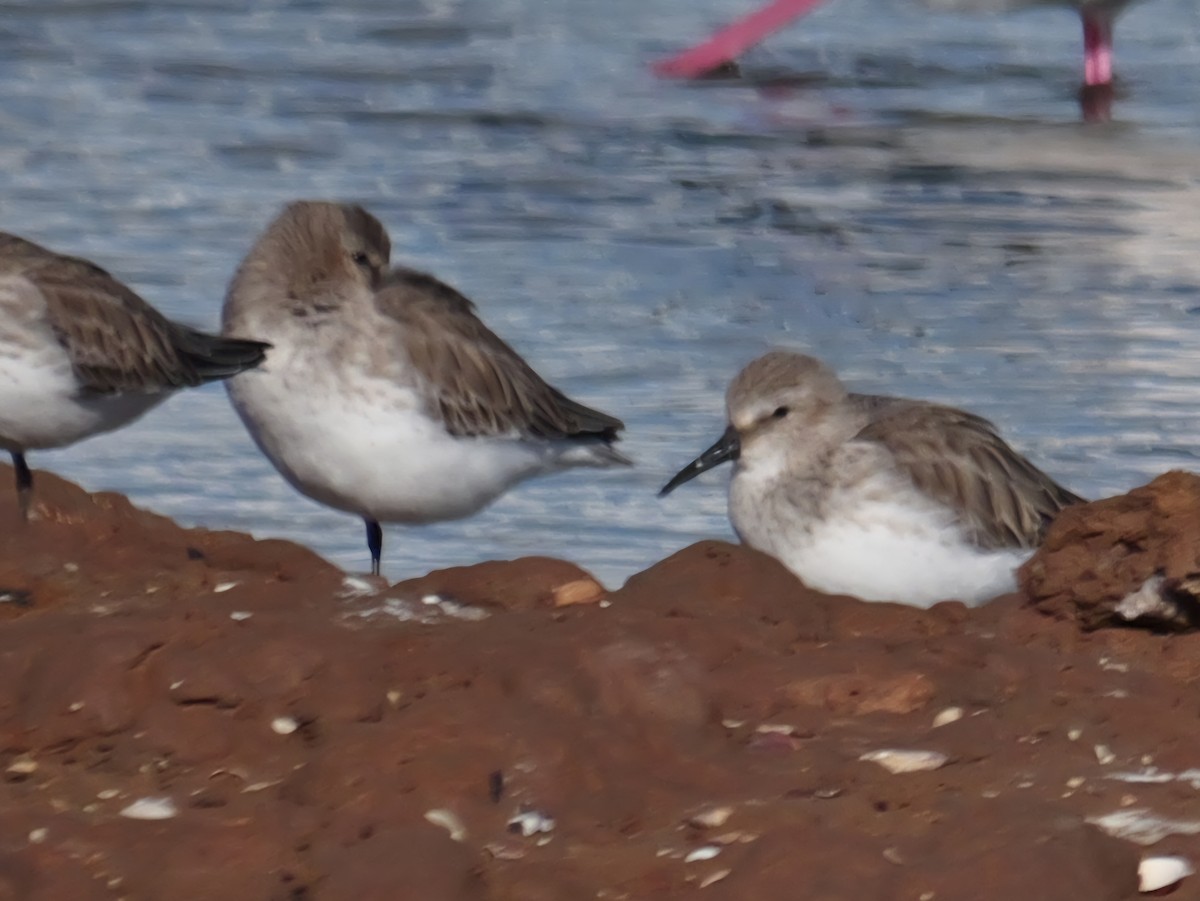 ハマシギ - ML645354100