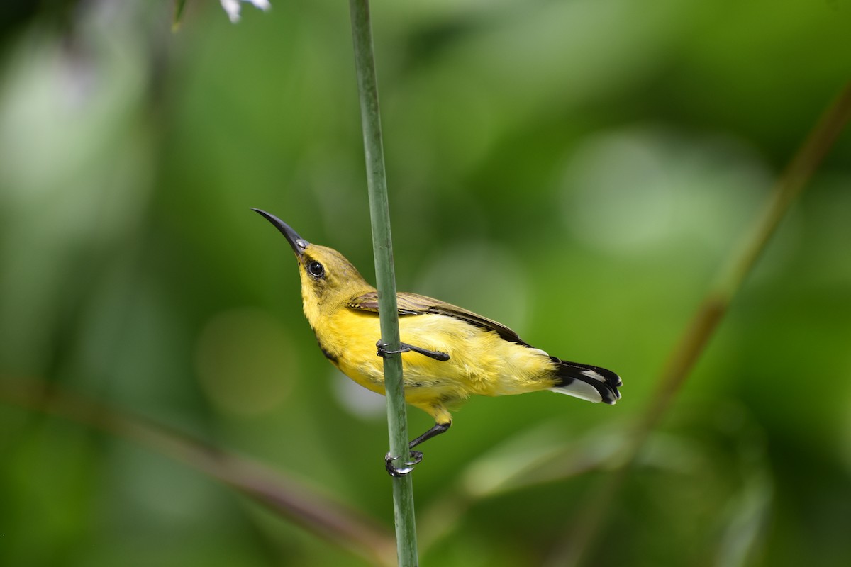 Ornate Sunbird - ML645354103