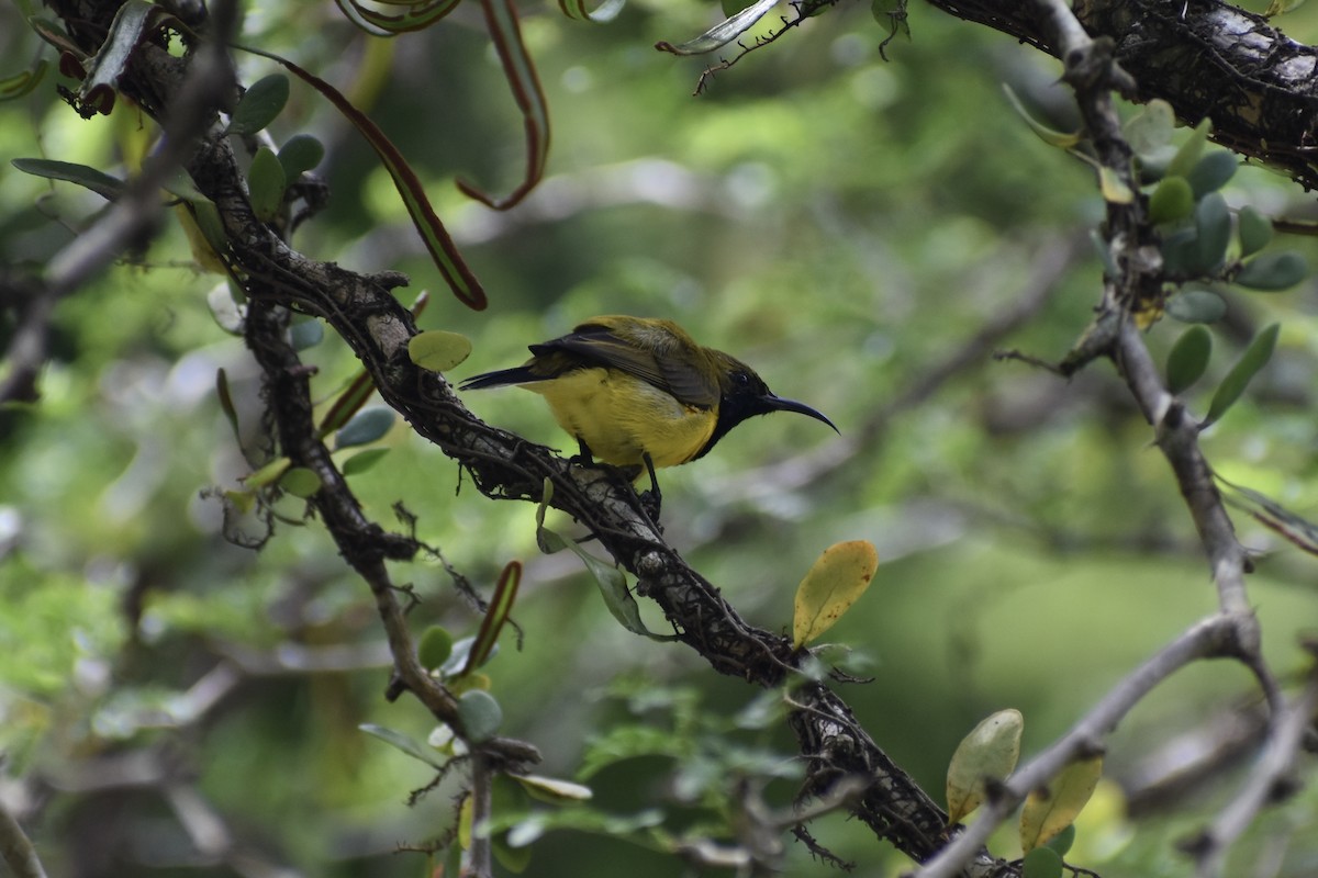 Ornate Sunbird - ML645354104