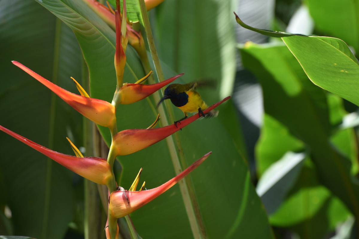 Ornate Sunbird - ML645354105