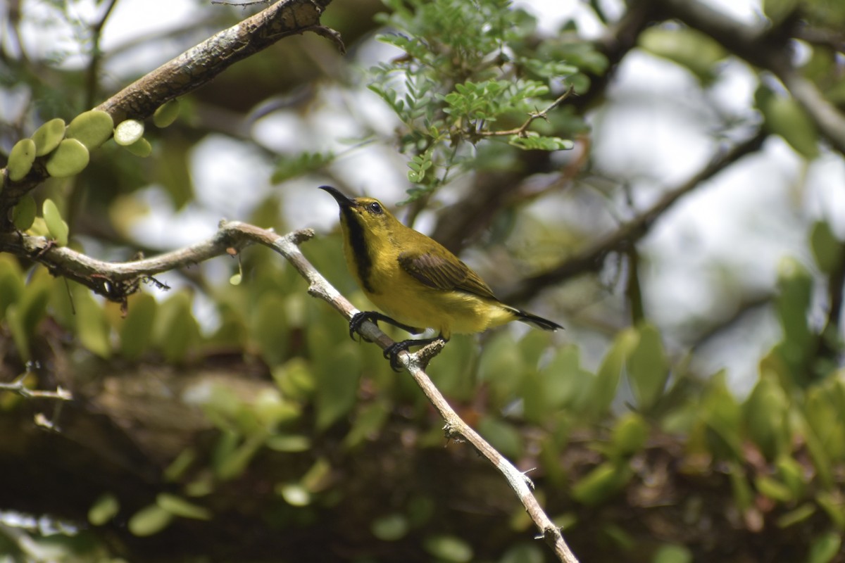 Ornate Sunbird - ML645354106