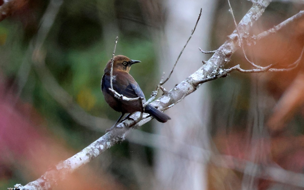 クロムクドリモドキ - ML645354109