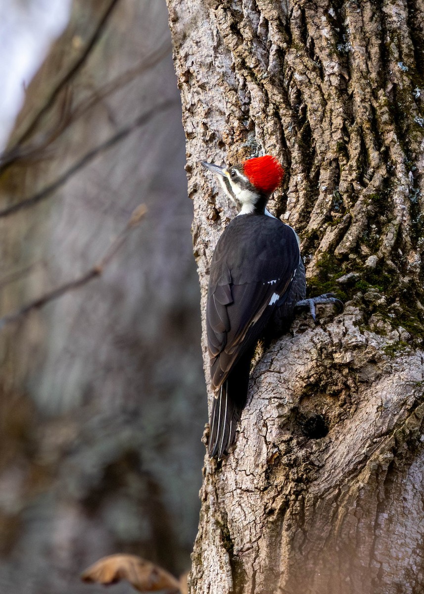 エボシクマゲラ - ML645354111