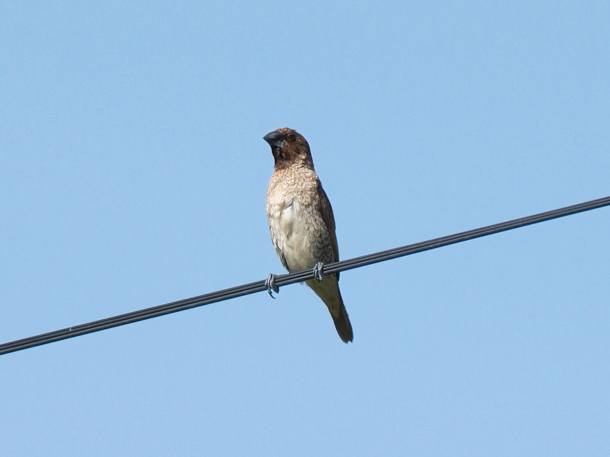 シマキンパラ - ML645354112