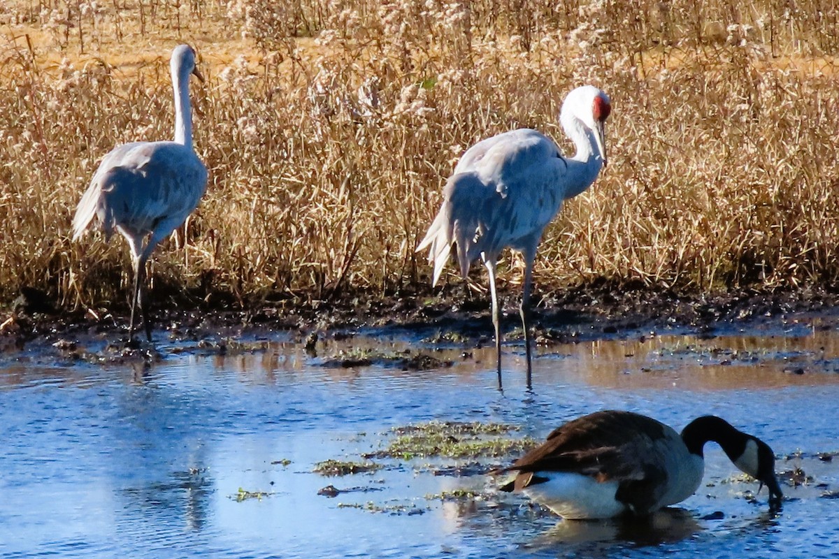 カナダヅル - ML645354114