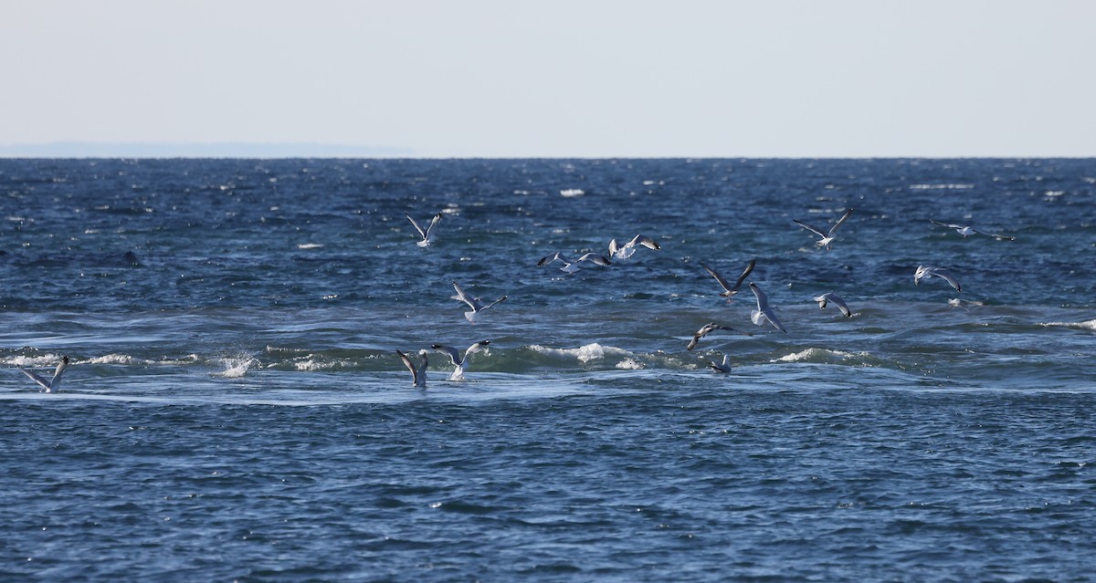 クロワカモメ - ML645354115